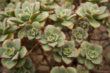 Detail picture of succulent plant