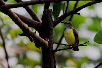 great tit on a branch