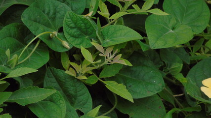 green leaves background