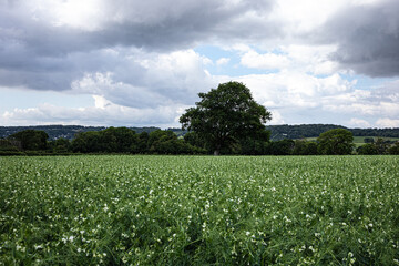 green field, tree and sky in summer