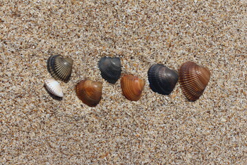 Seashells. Background with free place for your text. Summer, sand and coast.