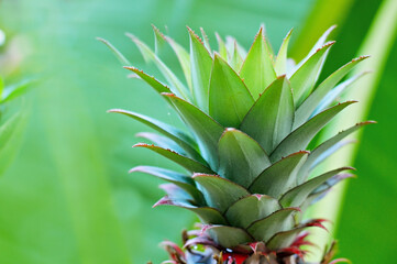 Pineapple leaves in a natural