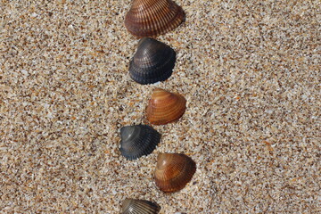 Seashells. Background with free place for your text. Summer, sand and coast.