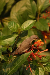 robin on the branch