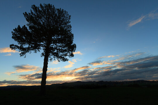 Pine tree silhouetted against blue evening sky and sunset clouds