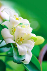 Obraz premium Orange jasmine planted on the fence of a house Or the resort, the smell will be lightly fragrant Like perfume from a flower