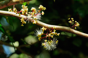 Close up The flowers of Archidendron pauciflorum/ Local vegetables in southern Thailand