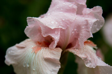 Fototapeta na wymiar Pink flower with water drops