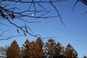 Moon and Tree