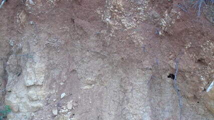 texture of a tree bark