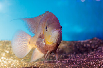 Marine life in aquarium