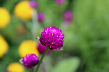 Fototapeta premium Purple thistle flower