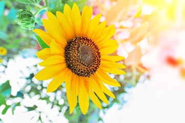 Obraz premium Sunflower in full bloom and lighting effect/ selective focus