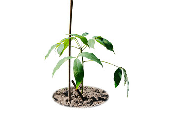 Rubber tree planting using Persistence