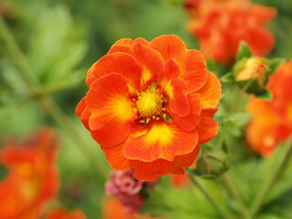 Fototapeta premium Beautiful Flowers 