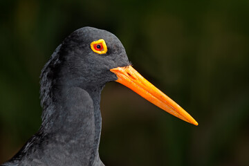 Portrait of a rare African black oystercatcher (Haematopus moquini) on black, South Africa.