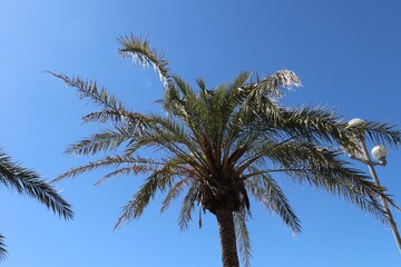 Palmiers sur la promenade des anglais à Nice, ville de Nice, département des Alpes Maritimes, France