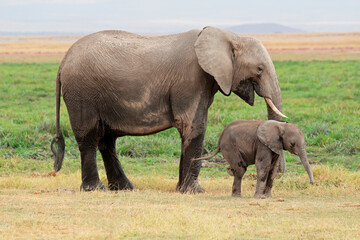 Naklejka na ściany i meble African elephant (Loxodonta africana) cow with young calf, Amboseli National Park, Kenya.