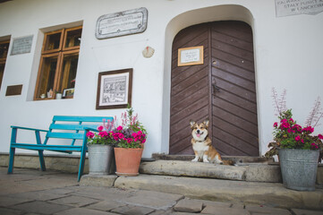 welsh corgi pembroke dog smiling in front of the stylish house in a village, sitting and waiting