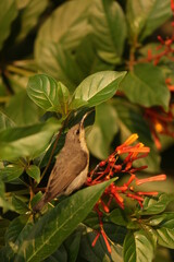 bird on a flowery branch