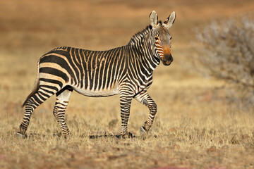 Cape mountain zebra (Equus zebra) in natural habitat, Mountain Zebra National Park, South Africa.