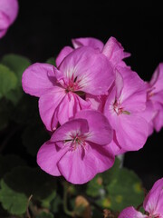 Obraz premium Beautiful Flowers 