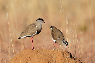 Two crowned plovers (Vanellus coronatus) standing on an anthill, South Africa.