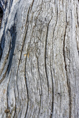 Shoreline Log Background