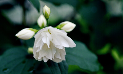 White Terry Jasmine Flowers