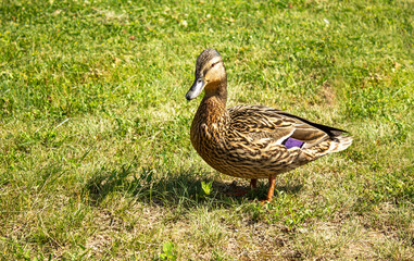 Duck on green grass in a summer city park