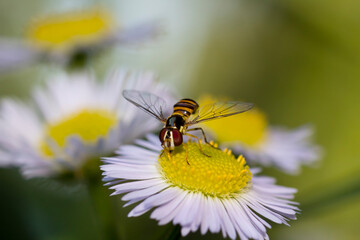 Hoverfly on yellow daisy flower