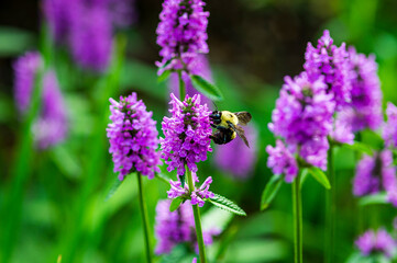 Hedgenettle and Bumble Bee