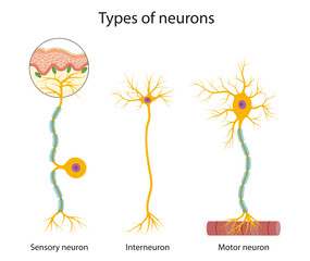 Three main types of neurons: sensory, interneuron and motor