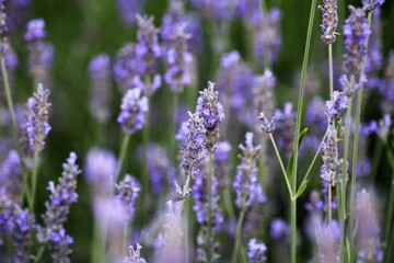 Obraz premium Plantas con flores moradas en un parterre