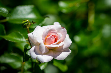 Garden Rose