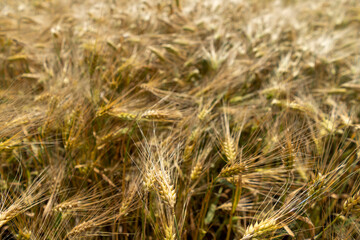 Close up of a cornfield against a field background on a beautiful summer day.