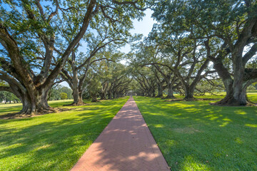Fototapeta na wymiar Oak Trees Oak Alley Plantation House Saint James Parish Louisiana