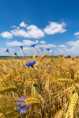 Close up of a cornfield against a field background on a beautiful summer day.