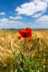 Poppies in the field on a sunny summer day. Polish countryside.