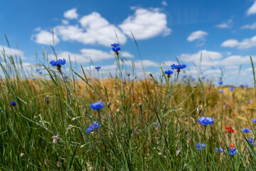 Forget-me-nots in cereal on a sunny summer day. Polish countryside.