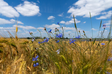 Forget-me-nots in cereal on a sunny summer day. Polish countryside.