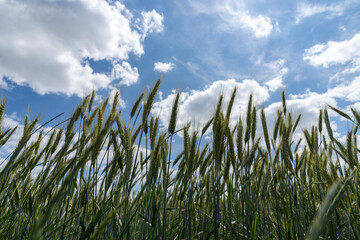 Young grain field on a sunny summer day. Green wheat