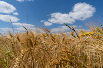 Golden grain against the blue sky. Ripe Rye