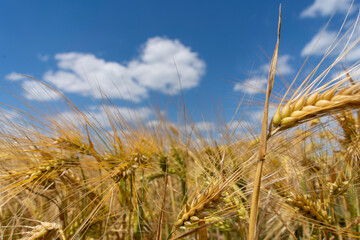 Fototapeta premium Golden grain against the blue sky. Ripe Rye