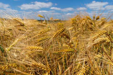 Golden grain against the blue sky. Ripe Rye