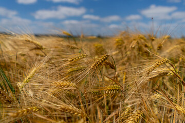 Golden grain fields on a sunny summer day. Polish countryside.
