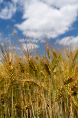 Golden grain against the blue sky. Ripe Rye
