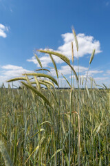 Young grain field on a sunny summer day. Green wheat