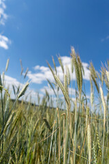 Young grain field on a sunny summer day. Green wheat