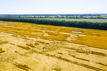 The dead wheat crop due to the hurricane on a large field in Ukraine. Yellow dry wheat destroyed by the wind. Drone Shot.
